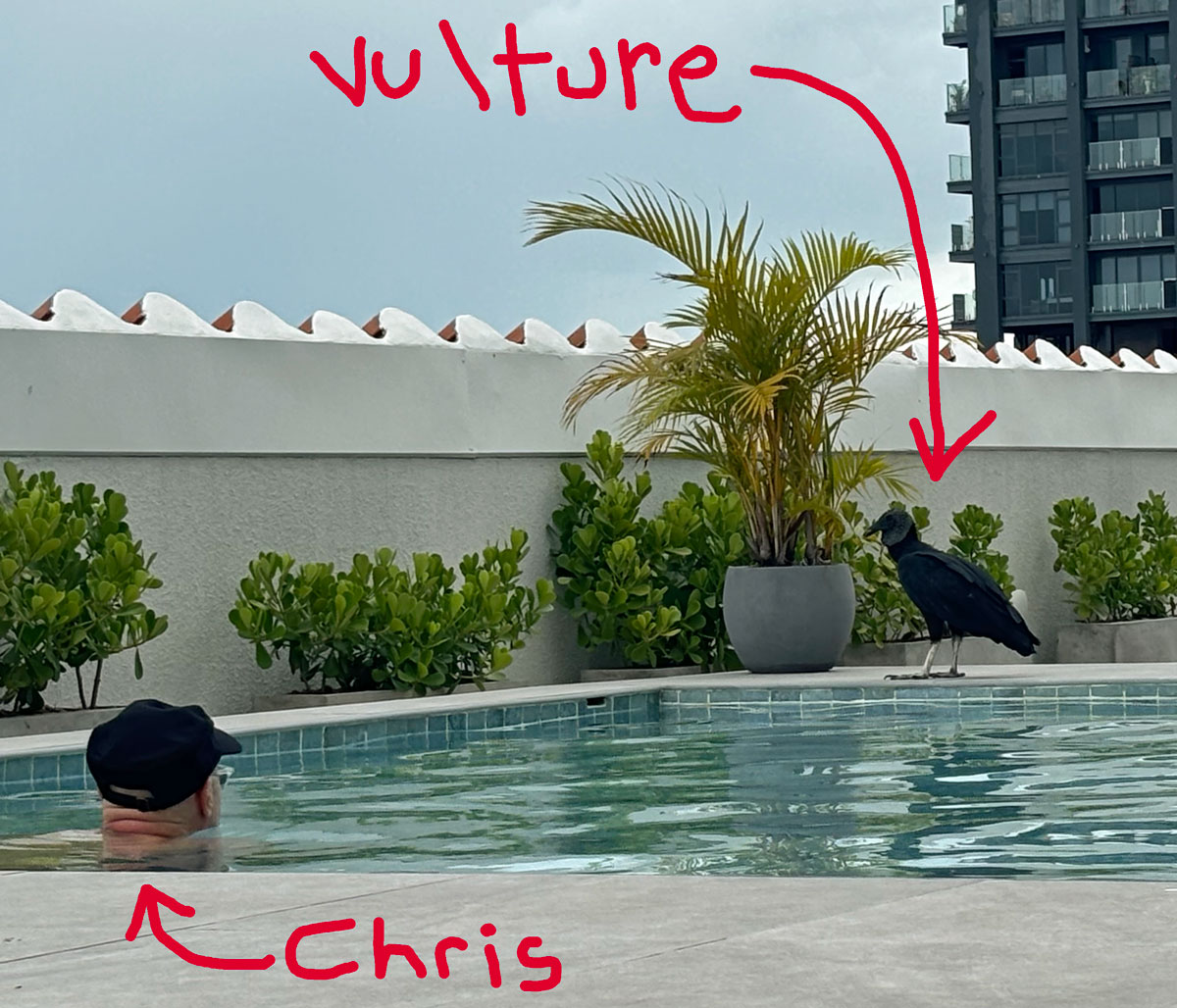 Chris and vulture by the pool